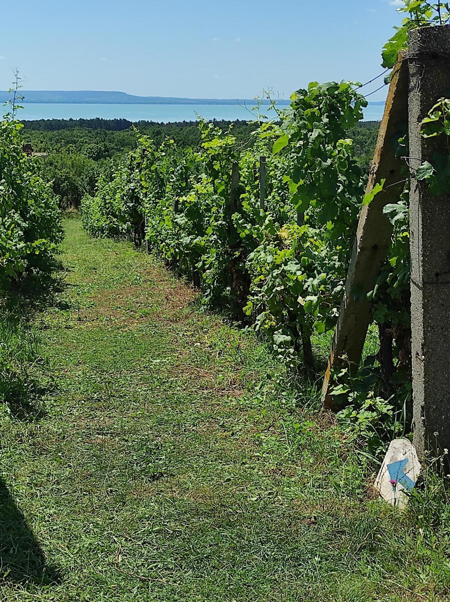 Napraszallas Vendeghaz Balatonakali Luaran gambar